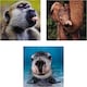 image 3 of National Geographic Photographic Animals Pack of 10 in 5 Designs Birthday Thank You Blank Cards