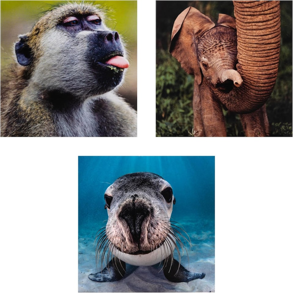 image 1 of National Geographic Photographic Animals Pack of 10 in 5 Designs Birthday Thank You Blank Cards