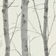 image 1 of Erismann Birch Trees Wallpaper - Cream/Grey - 10cm x 53cm Cream