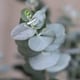 image 3 of Eucalyptus gunnii Azura 15cm Potted Plant x 1