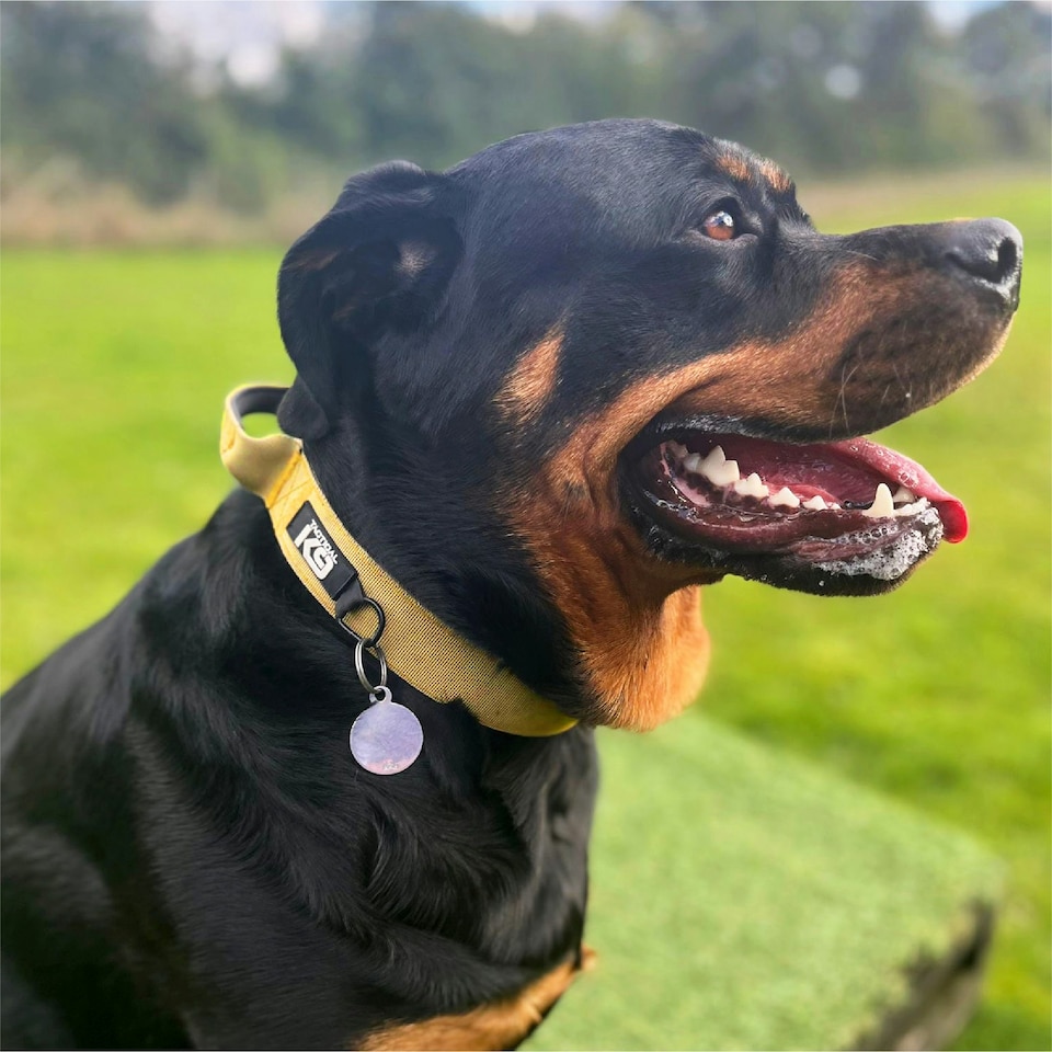 image 1 of HugglePets Tactical K9 Endurance Dog Collar | Blue | L