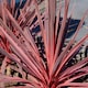 image 7 of Marshalls Garden Cordyline 'Charlie Boy' Variegated Pink and Burgundy Evergreen Shrub 9cm