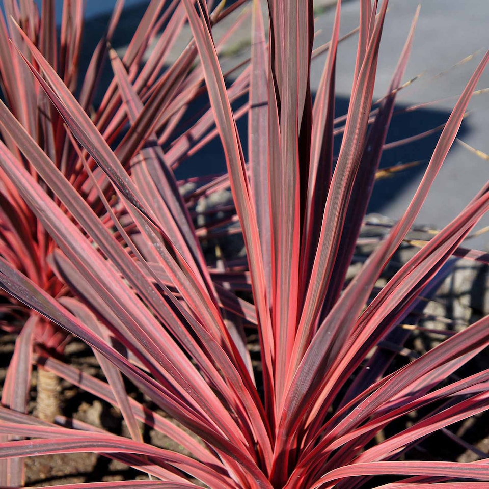 image 1 of Marshalls Garden Cordyline 'Charlie Boy' Variegated Pink and Burgundy Evergreen Shrub 9cm