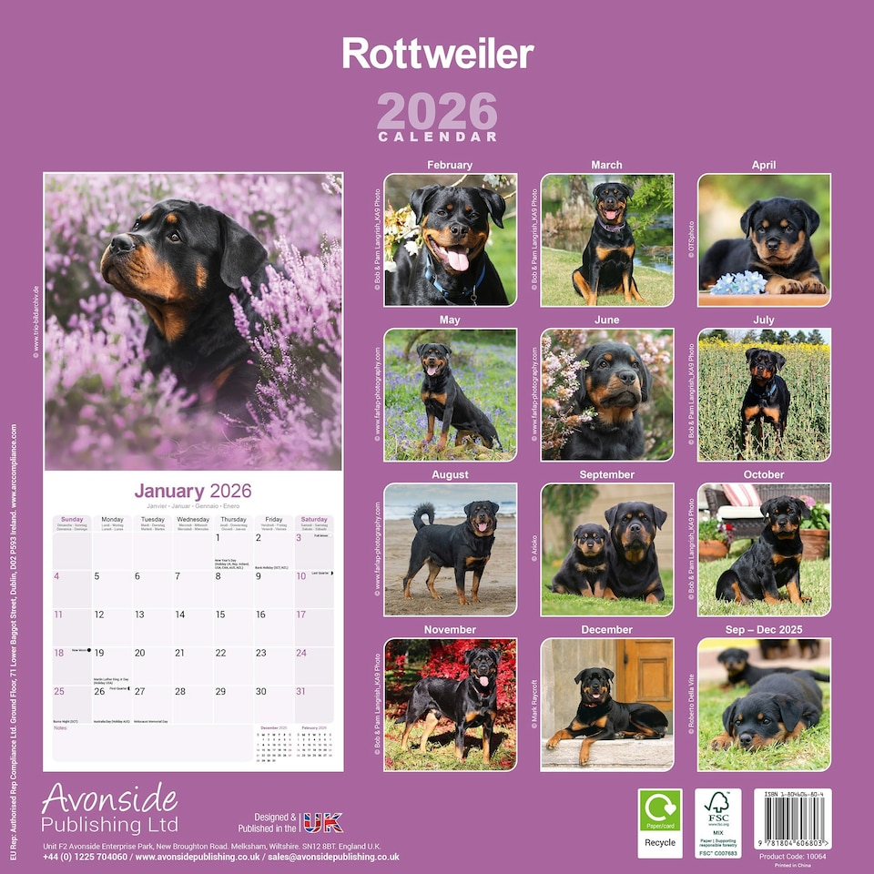 image 1 of Rottweiler 2026 Calendar | Square Wall Calendar | Dog Breed Gift | Plastic Free Packaging | by Avonside Publishing