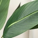 image 3 of 160Cm Bird Of Paradise Tree Green | One Size