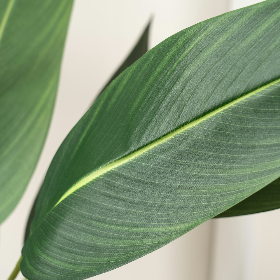 image 1 of 160Cm Bird Of Paradise Tree Green | One Size