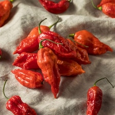 Grow Your Own Vegetable Chilli Pepper Ghost Chilli 9cm Pot x 3
