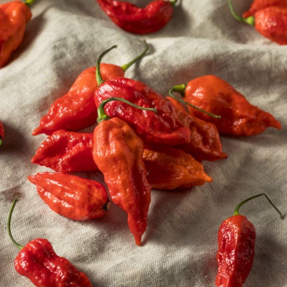 image 1 of Grow Your Own Vegetable Chilli Pepper Ghost Chilli 9cm Pot x 3