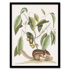 Ground Squirrel and Wild Nutmeg Mark Catesby Framed Wall Art Print 12X16"
