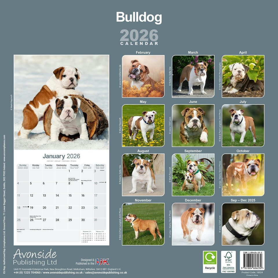 image 1 of Bulldog 2026 Calendar | Square Wall Calendar | Dog Breed Gift | Plastic Free Packaging | by Avonside Publishing