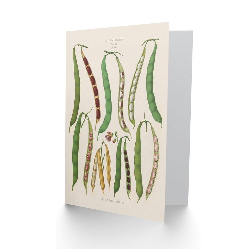 image 1 of Ernst Benary Art Card Kidney and Snap Beans Varieties