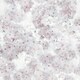 image 1 of Muriva Apple Blossom Wallpaper - Rose - 10m x 53cm Red