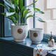 image 8 of Kew Leaf Embossed Cork Planter Green