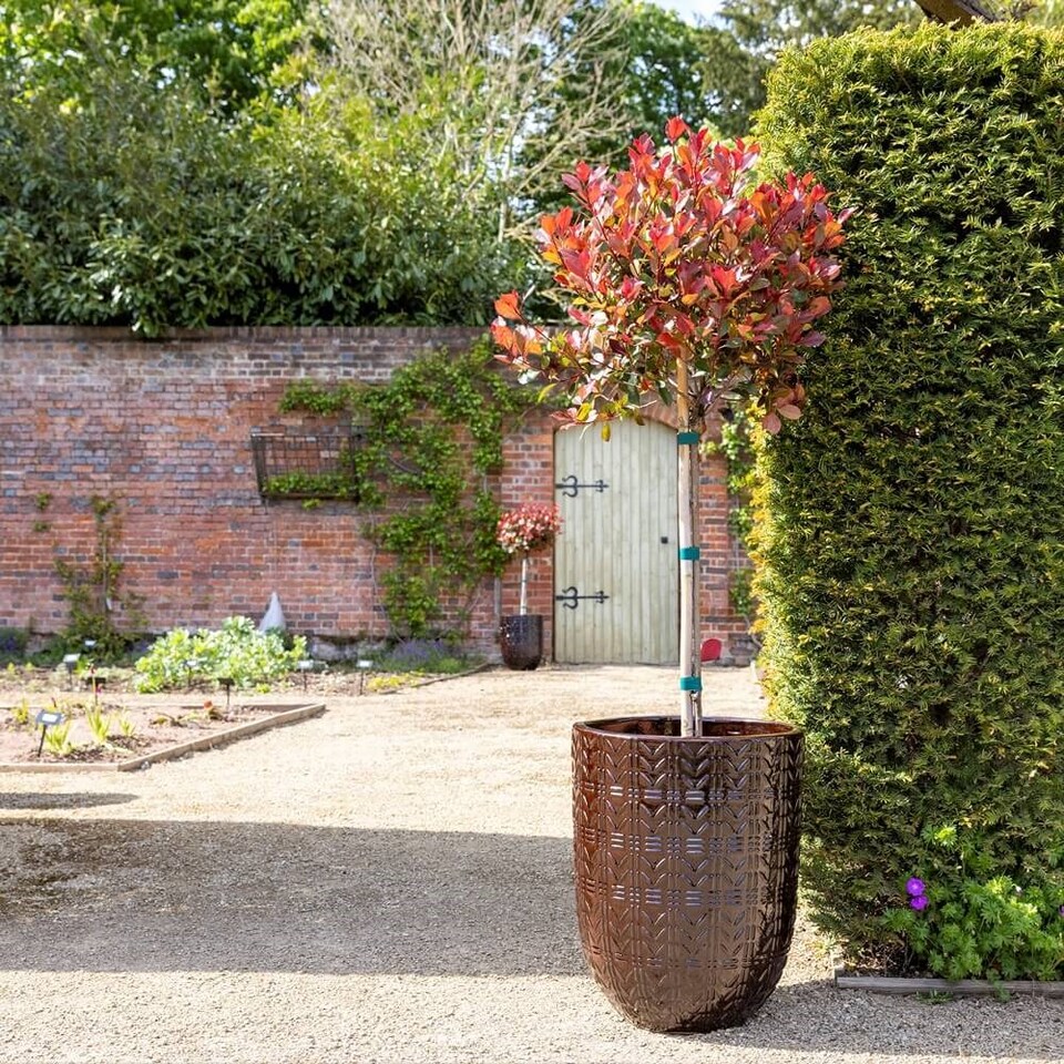 image 1 of Primrose Textured Glazed Terracotta Planter In Glossy Coffee Brown 50cm