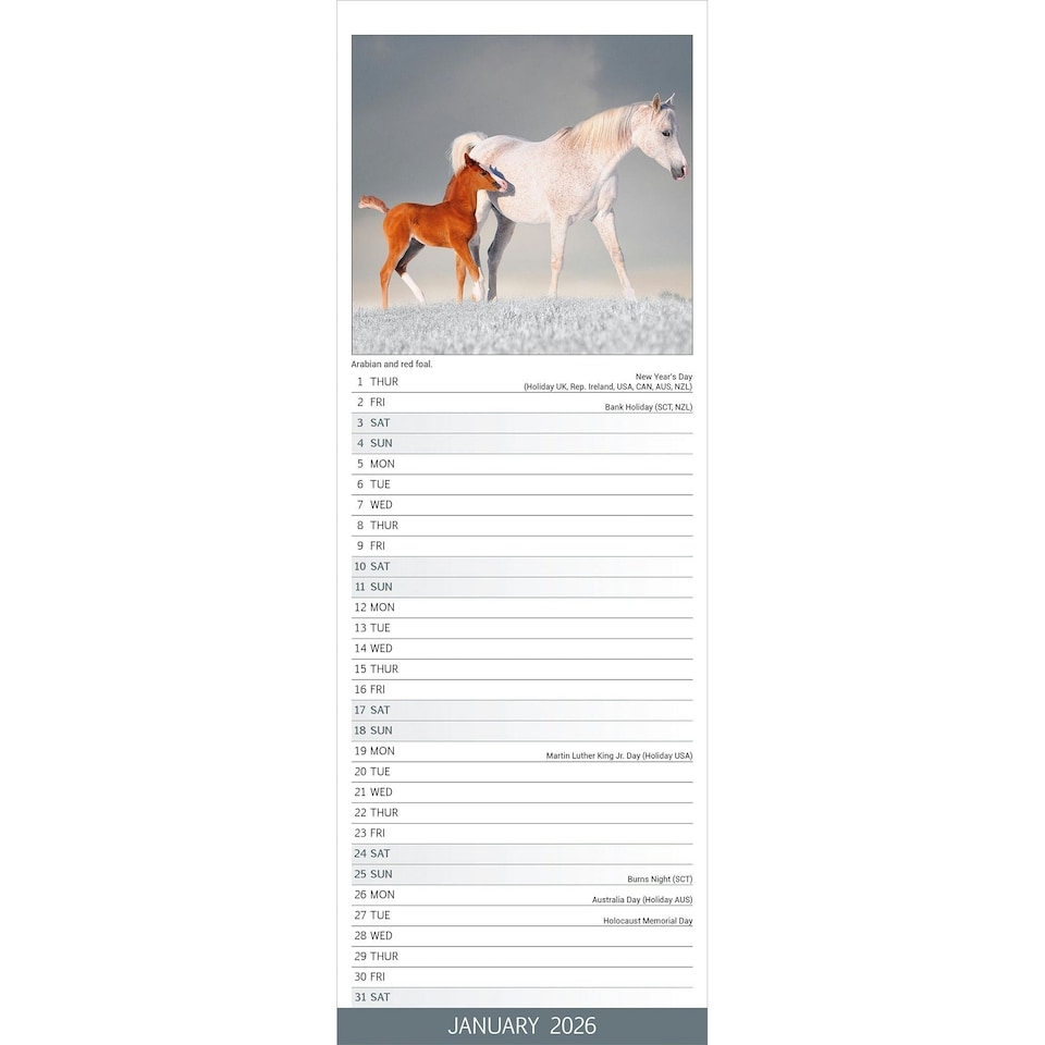 image 1 of Horses Slim 2026 Calendar | Slimline Wall Calendar | Animal Gift | Plastic Free Packaging | by Avonside Publishing [Calendar] Avonside Publishing Ltd