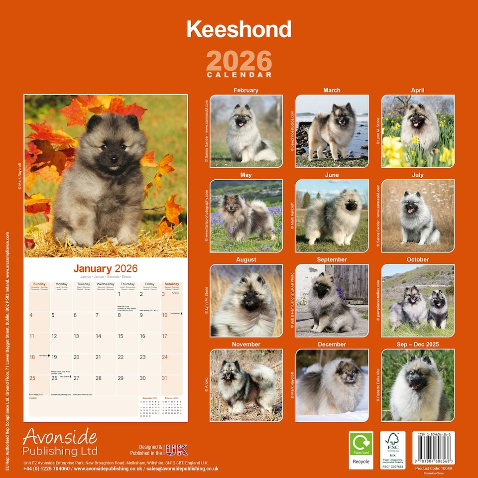 image 1 of Keeshond 2026 Calendar | Square Wall Calendar | Dog Breed Gift | Plastic Free Packaging | by Avonside Publishing