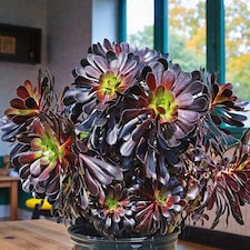 1 x Aeonium Arboreum Schwartzkopf in 9cm Pot - House Leek Indoor Houseplant