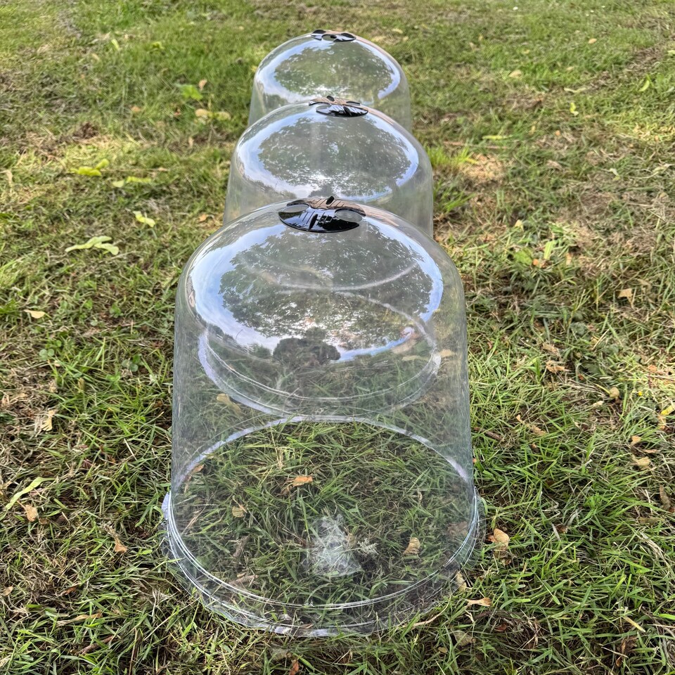 image 1 of Large Plastic Plant Protection Bell Cloche Covers with Ground Pegs - Pack of 6