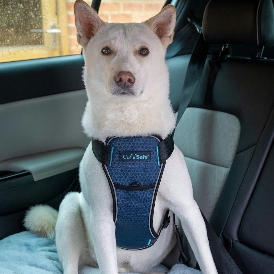 image 1 of Company Of Animals Carsafe Crash Tested Dog Harness - Black - M