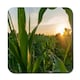image 1 of corn and sun close up (Coaster)
