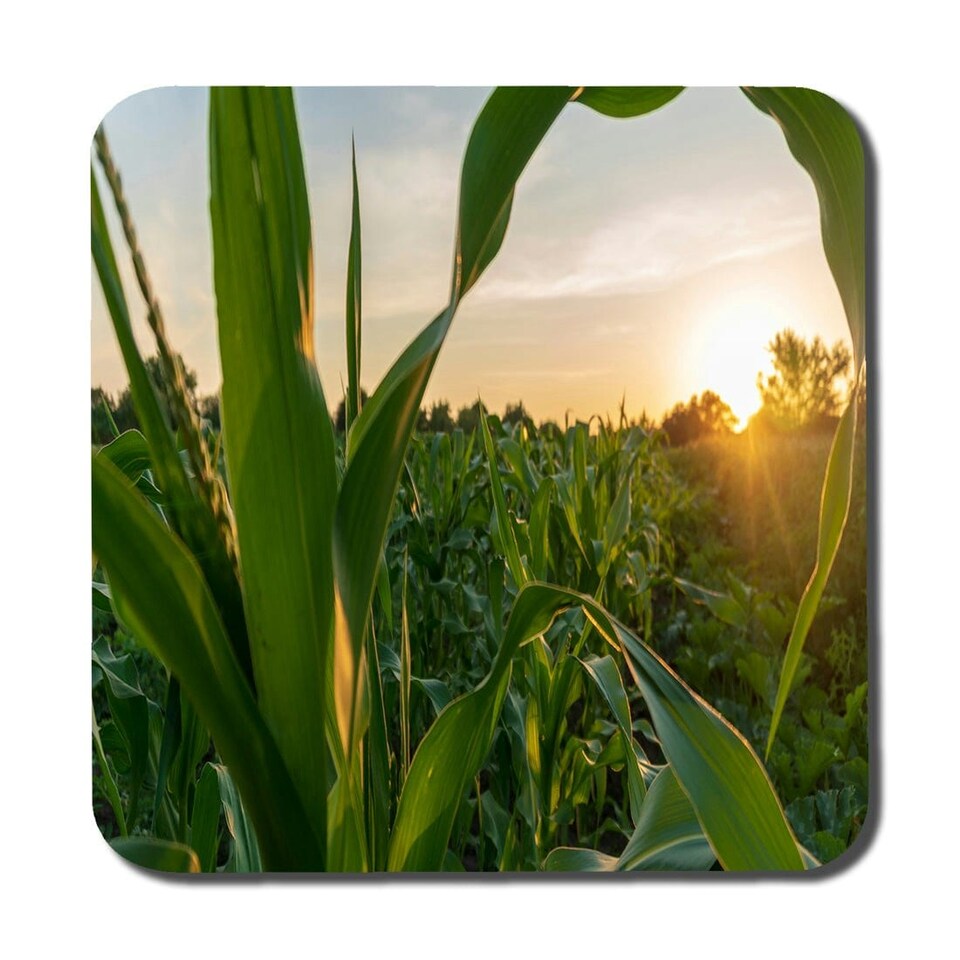 image 1 of corn and sun close up (Coaster)