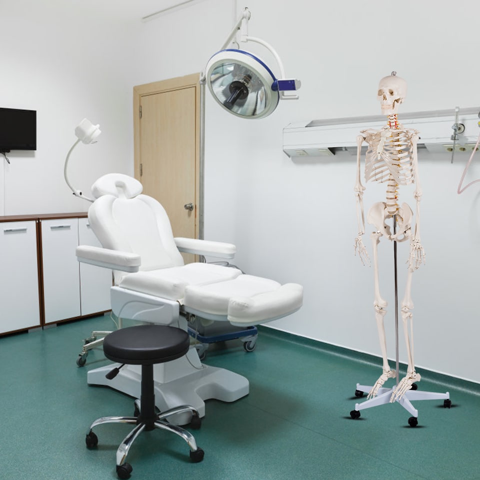180 CM Life Size Human Skeleton Model for Anatomy - Tesco Groceries
