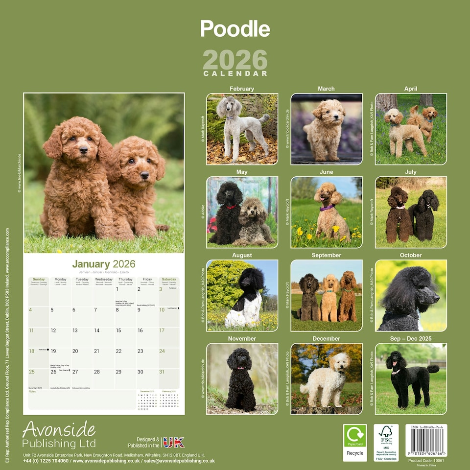 image 1 of Poodle 2026 Calendar | Square Wall Calendar | Dog Breed Gift | Plastic Free Packaging | by Avonside Publishing