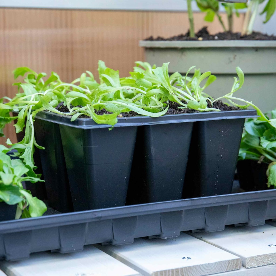image 1 of Marshalls Garden 12 x 9-Cell Deep Seed Trays - UV-Resistant, Labeled, Fits Propagator
