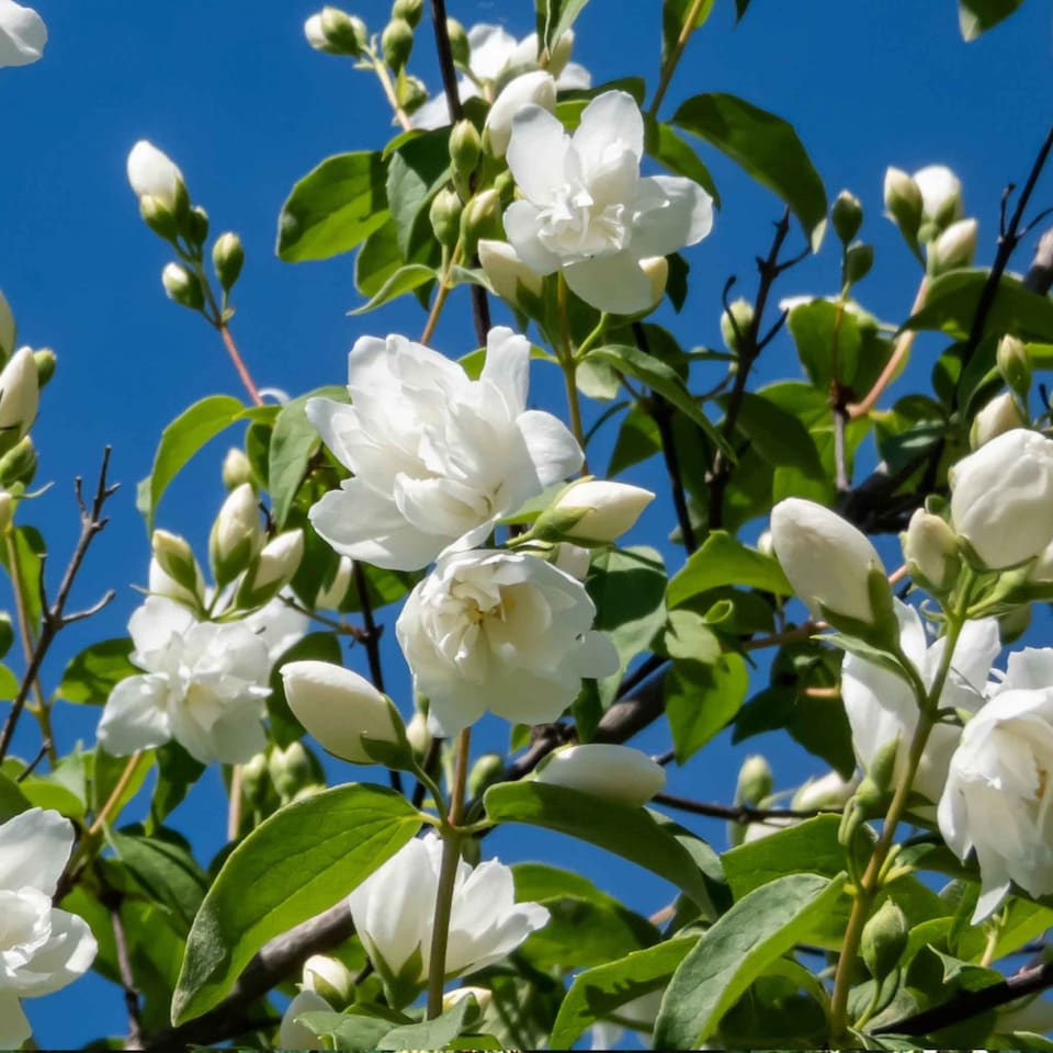 image 1 of Marshalls Garden Philadelphus Virginal Fragrant White Double Flowering Shrub 9cm