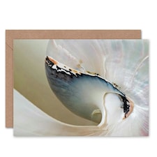 Dt Abstract Macro Shell Birthday Card