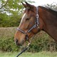 image 2 of Hy Glitter Horse Headcollar and Leadrope - Navy - Small Pony