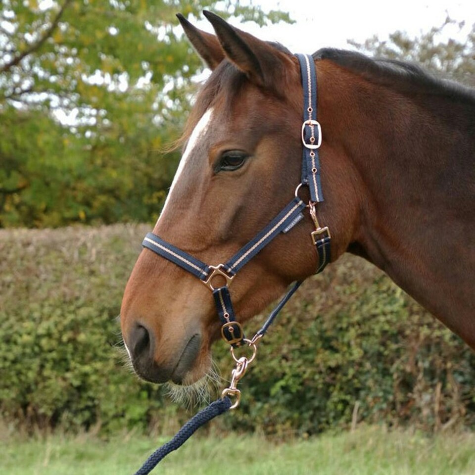 image 1 of Hy Glitter Horse Headcollar and Leadrope - Navy - Small Pony