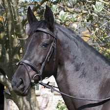 Rhinegold Elegance Stitched Flash Bridle Black | Size: Full
Colour: Black