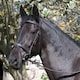 image 1 of Rhinegold Elegance Stitched Flash Bridle Black | Size: Full
Colour: Black