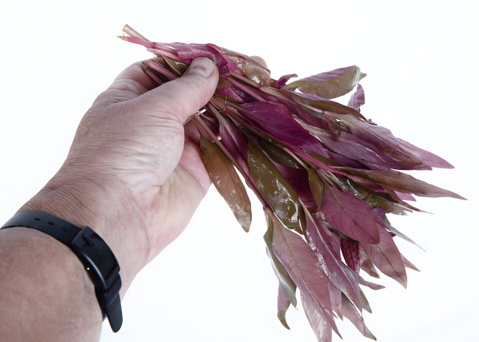 image 1 of Alternanthera lilacina - Live Aquarium Plant for Midground Planting - Fish Tank Plant