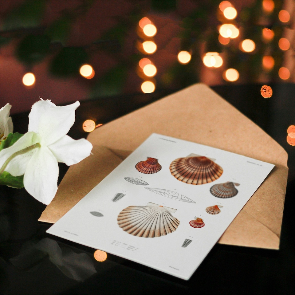 image 1 of Augustus A Gould Art Card Clam Shell Varieties Illustration