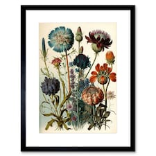 Vintage Botanical Ernst Haeckel Plant Study 9x7" Black Framed Wall Art Print