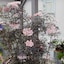 Deep purple (almost black) foliage with white flowers