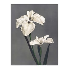 White Water Iris Flowers Vintage Japan Wall Art Print Kazumasa 24x32"