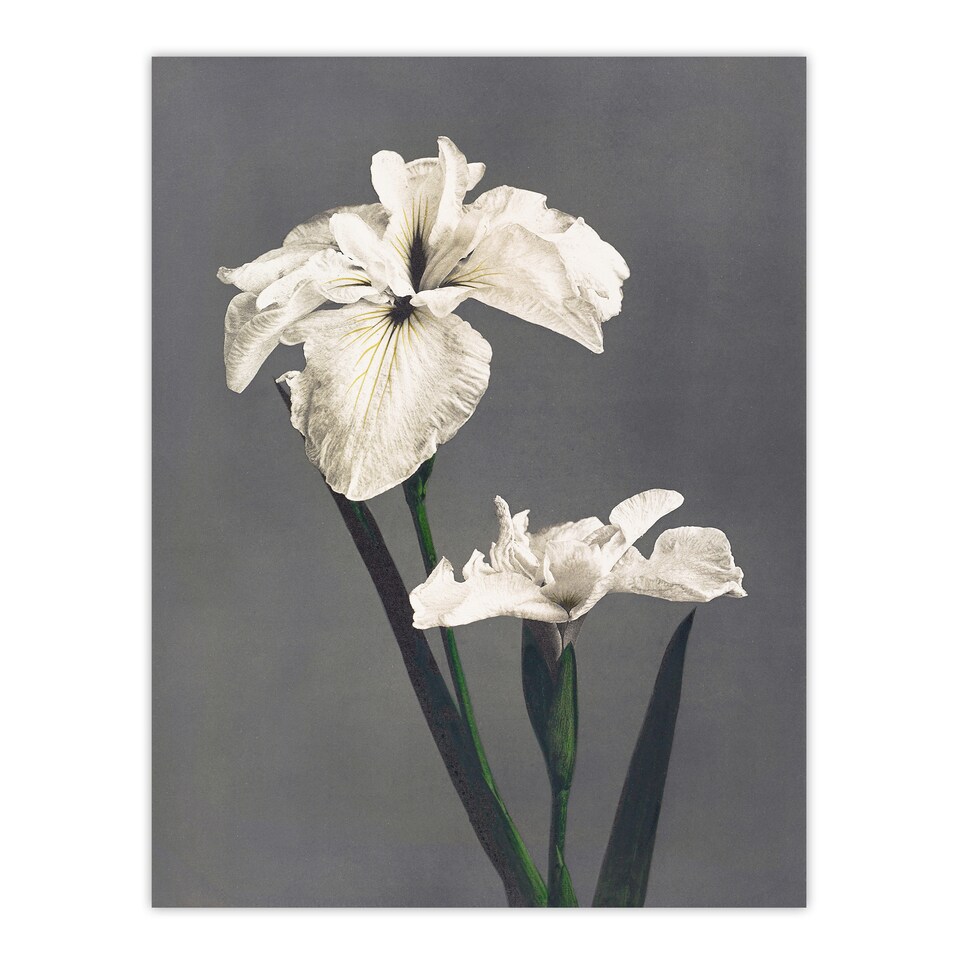 image 1 of White Water Iris Flowers Vintage Japan Wall Art Print Kazumasa 24x32"