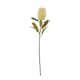 image 1 of Hill Interiors Banksia Serrata Artificial Flower - Cream - One Size