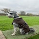 image 10 of HugglePets Arctic Armour Dog Coat | Black | M