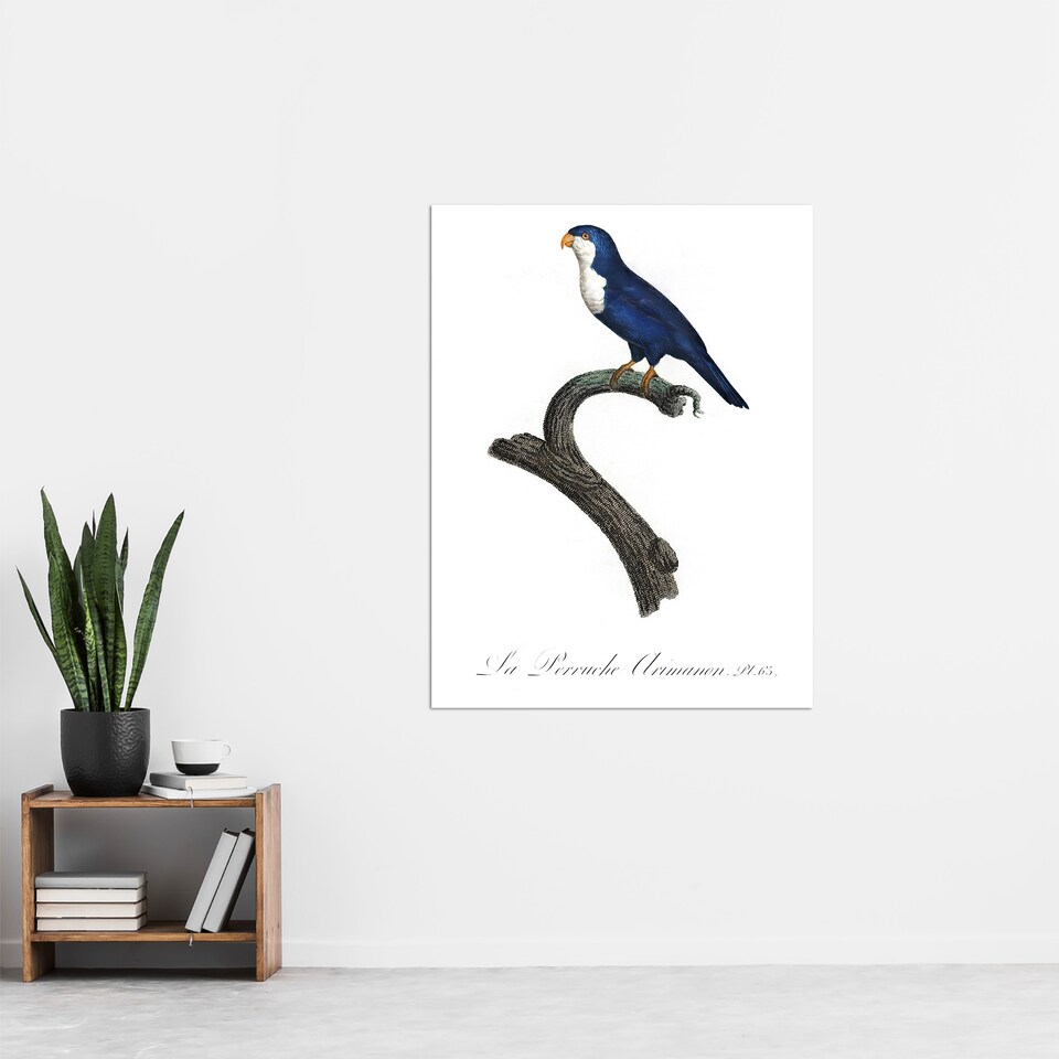 image 1 of The Arimanon Parakeet Parrot Levaillant Huge Wall Art Poster Print 24X32"