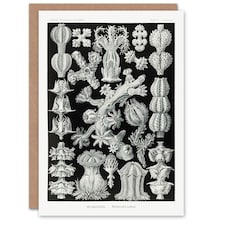 Ernst Haeckel Art Card Gorgonida Vintage Coral Illustration