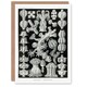 image 1 of Ernst Haeckel Art Card Gorgonida Vintage Coral Illustration