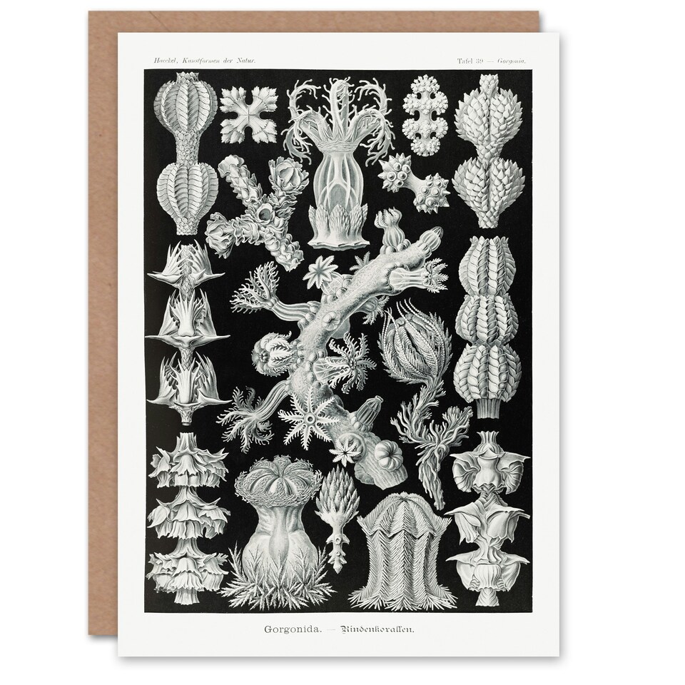 image 1 of Ernst Haeckel Art Card Gorgonida Vintage Coral Illustration