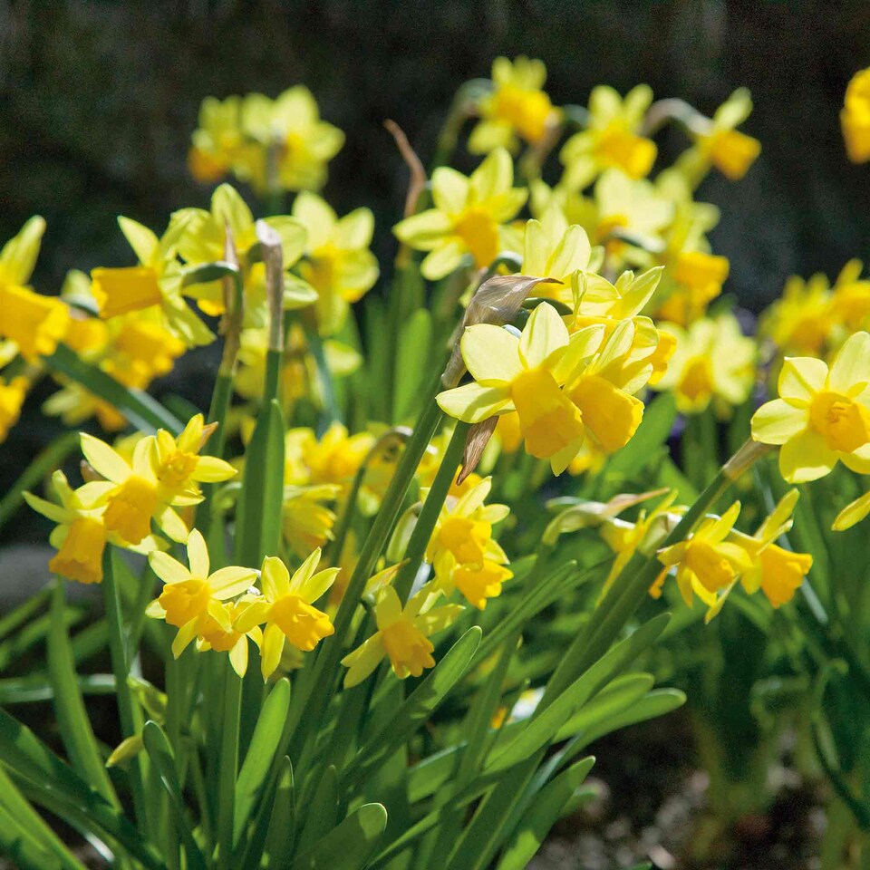 image 1 of Marshalls Garden Dwarf Daffodil Bulbs 'Tete a Tete' - Pack of 20