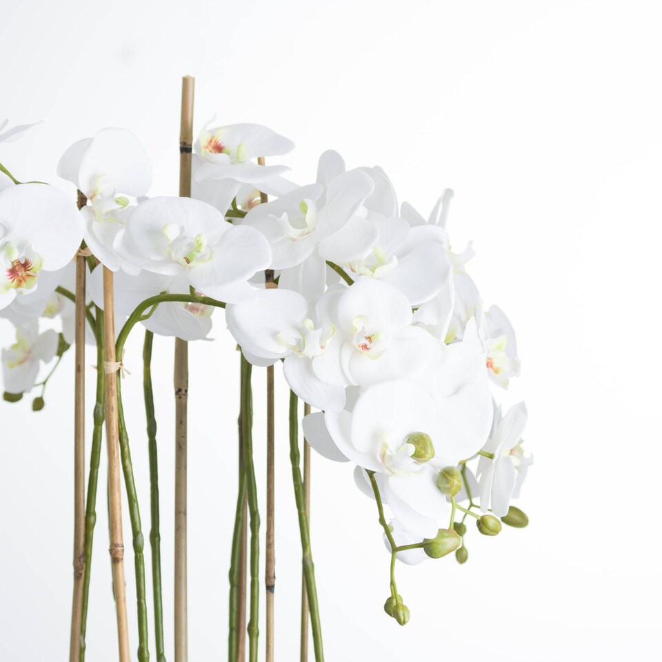 image 1 of Hill Interiors Large Orchid In Glass Pot | White | White | One Size | 1