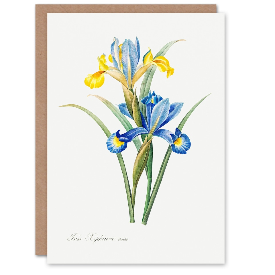 image 1 of Pierre-Joseph Redouté Art Card Spanish Iris Vintage Botanical