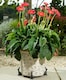 image 2 of Small Bronze Sitting Hare Plant Pot Feet - Set of 3 | Grey